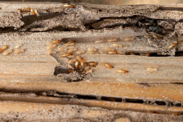 Best Cockroach Control Services  in Tawas City, MI