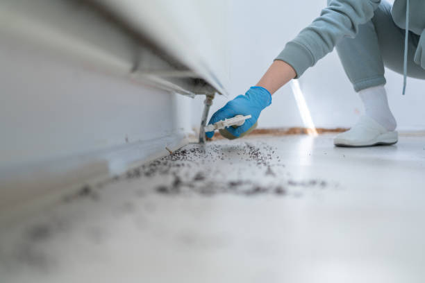 Best Wasp Removal Services  in Tawas City, MI